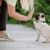 Tickless Mini DOG ultrahangos kullancs és bolhariasztó kistestű kutyáknak