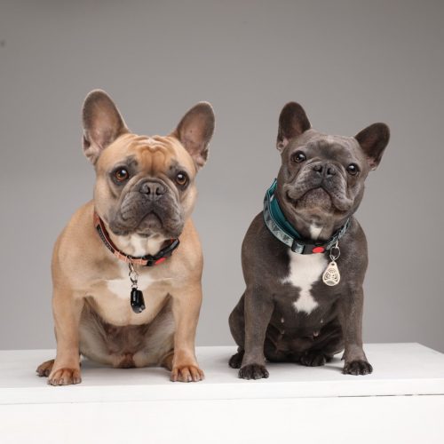 TickLess Pet Ultrahangos kullancs- és bolhariasztó készülék