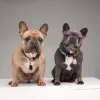 TickLess Pet Ultrahangos kullancs- és bolhariasztó készülék