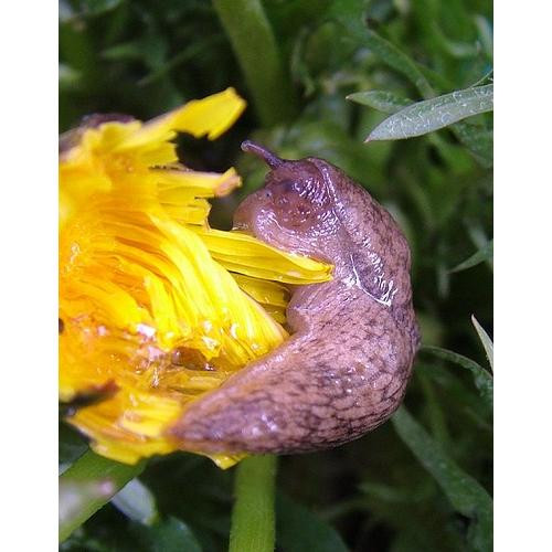 Swissino Csalétek Natural Control csigacsapdába