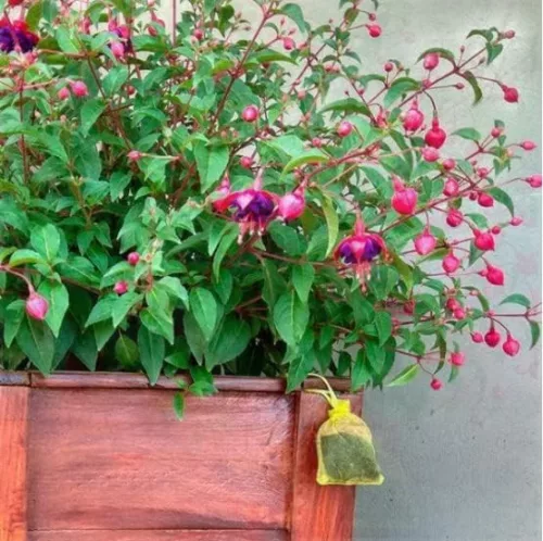 Macskariasztó tasak, Macskastop- KUNAGONE 2db/doboz